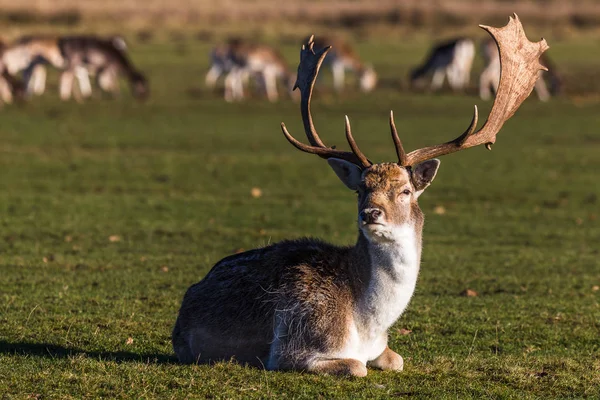 Buck fektet a földön — Stock Fotó