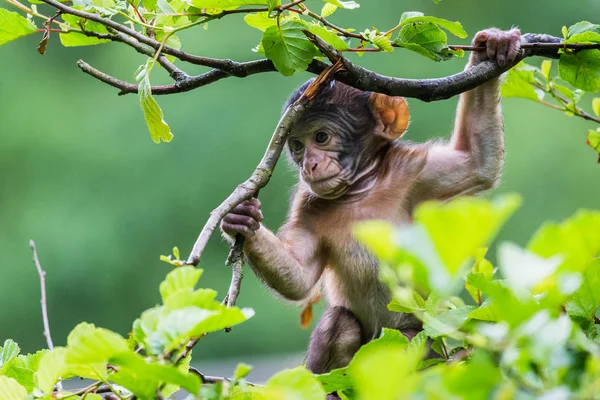 Bebé Barbary macaco en lo alto de un árbol — Foto de Stock