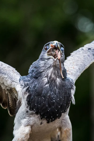 Grey Eagle Káně sestřelení jeho úlovek — Stock fotografie
