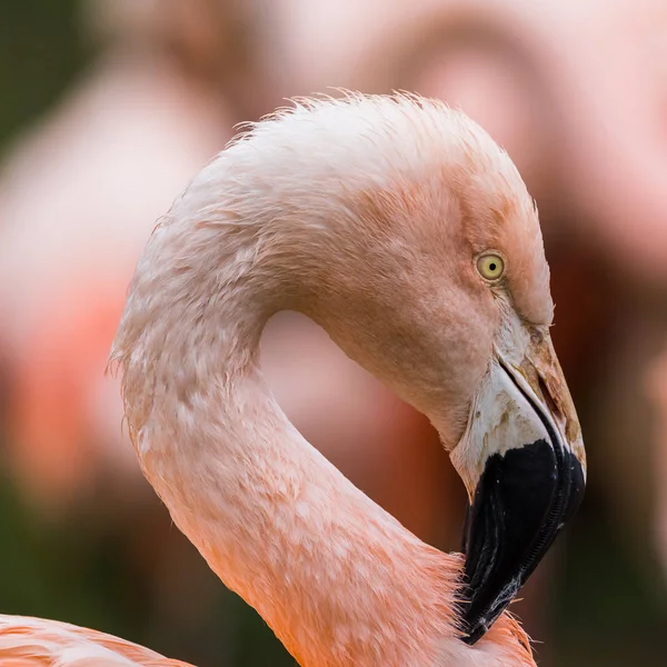 Colheita quadrada de um Flamingo chileno — Fotografia de Stock
