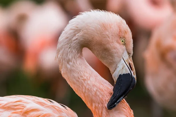 Şili bir Flamingo portresi — Stok fotoğraf