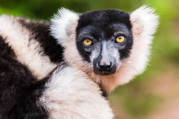 Lemur blickt in die Kamera — Stockfoto