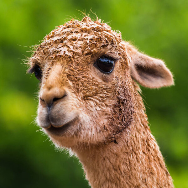 Headshot of an Alpaca
