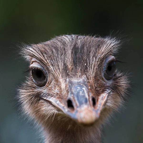 Zblízka s Emu — Stock fotografie