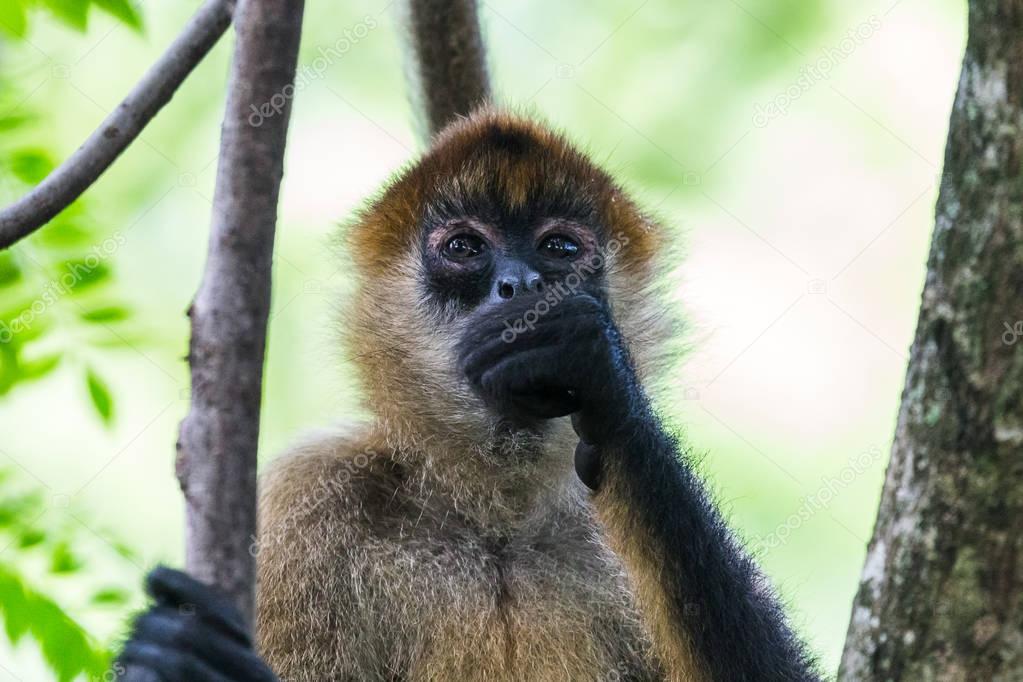 Spider monkey filling up on fruit