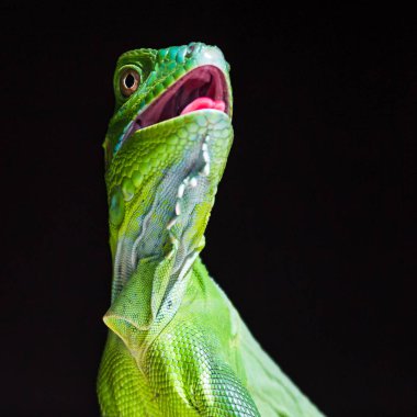 Bir Yeşil İguana kare kırpma