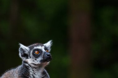 Ring-tailed lemur gökyüzüne bakarak
