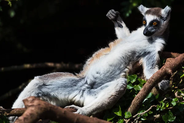 Ring-tailed lemur sunbathing on a tree — Stock Photo, Image
