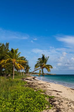 Cayo Coco kıyıları