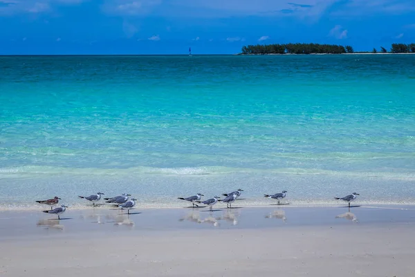 Las gaviotas se reúnen en el borde de las arenas blancas de Playa Pila —  Fotos de Stock