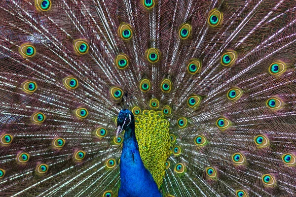 Peacock at full stretch