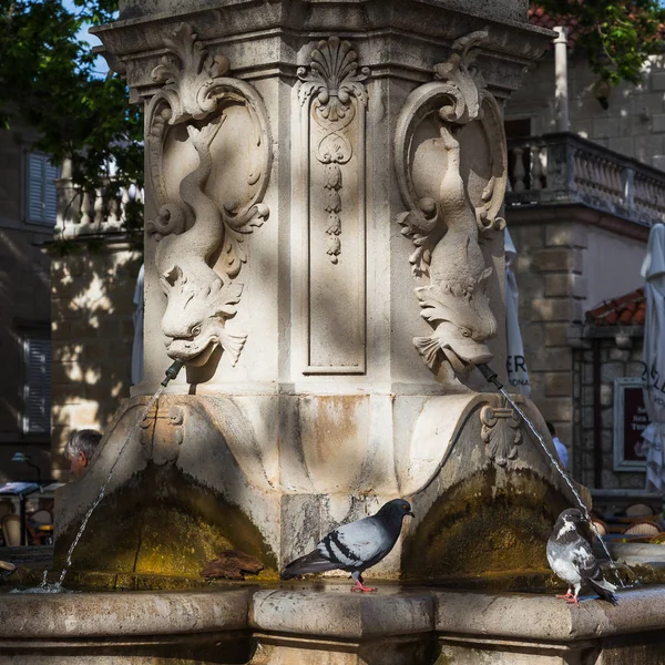 Pigeons bath & drink from a fountain — Stock Photo, Image