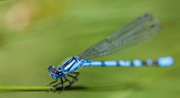 Gemeine Blaue Libelle — Stockfoto