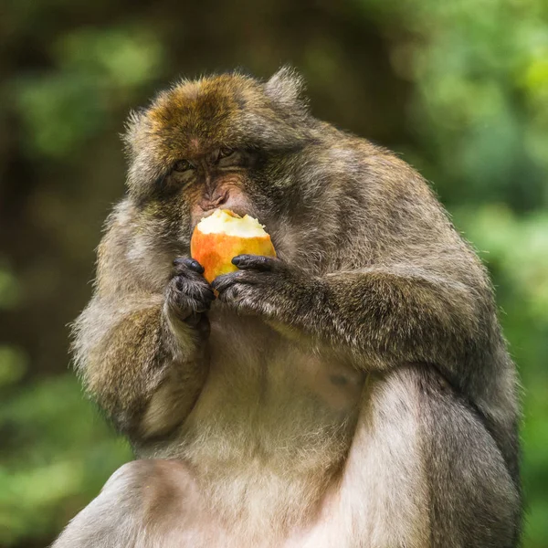 Bir elma yemek Barbary makak