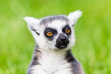 Ring-tailed lemur chewing clipart