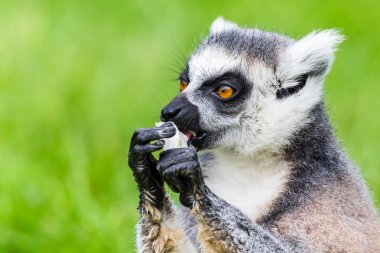 yemek ring-tailed Maki