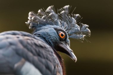 Güvercin taç victoria