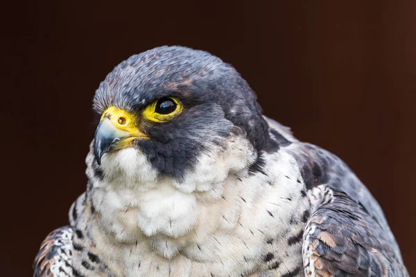 Portrait of a peregrine falcon — Stock Photo, Image