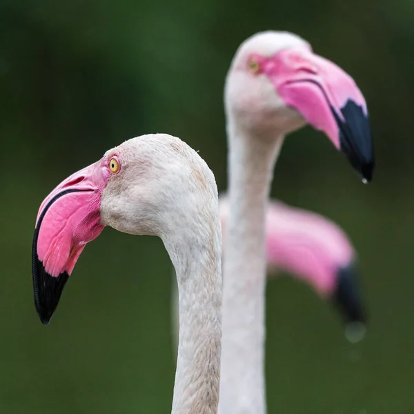 Vierkante gewas van een trio van grotere Flamingo 's — Stockfoto