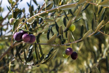 Yavaş yavaş olgunlaşma zeytin