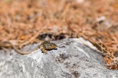 Liazrd Adriyatik Mljet Island üzerinde