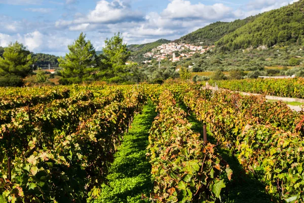 Pošip szőlő termesztik a Cara — Stock Fotó