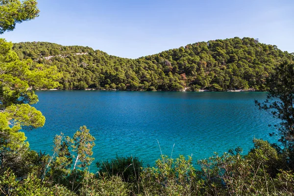 Πλούσια βλάστηση από το εθνικό πάρκο Mljet — Φωτογραφία Αρχείου