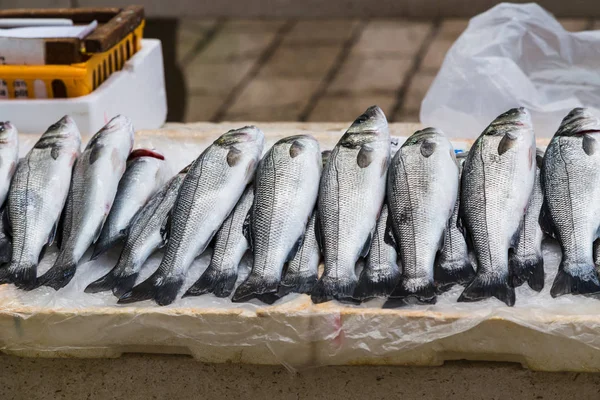 Peixe fresco no balcão — Fotografia de Stock