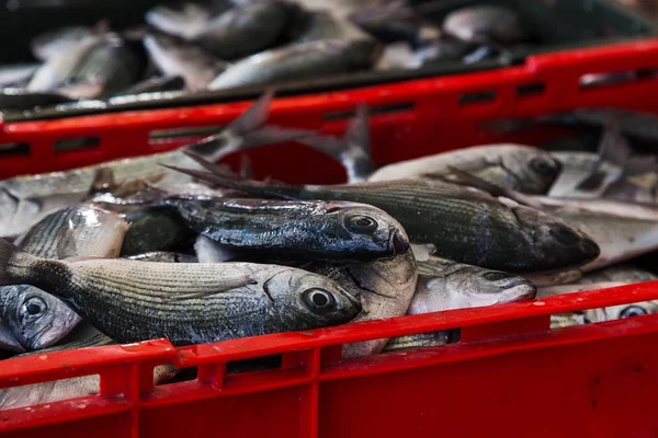 Caja de pescado en venta —  Fotos de Stock