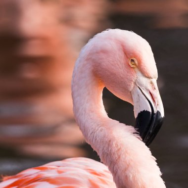 Büyük flamingo kare ürün