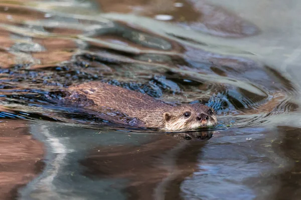 Asyalı küçük pençe otter Yüzme