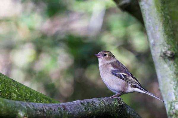 Young Chaffinch on a branch — Stock Photo, Image