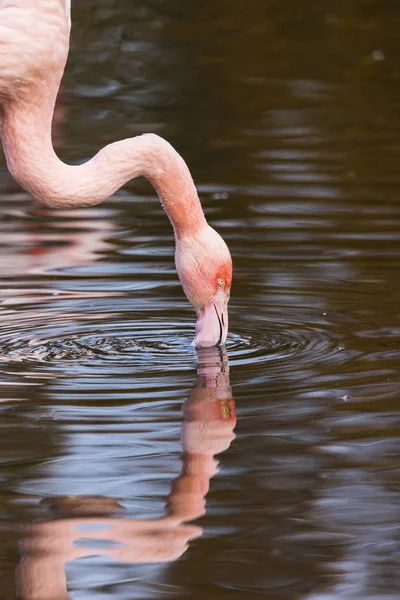 Reflectie van een preening Chileense flamingo — Stockfoto