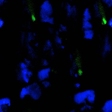 Gerçeküstü Düzen. Suluboya El Boyalı. 