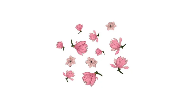 Pink Magnolia Flower Vector White Background. — 스톡 벡터