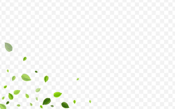 Lime Leaf Vector Backdrop. Folhas florestais orgânicas — Vetor de Stock