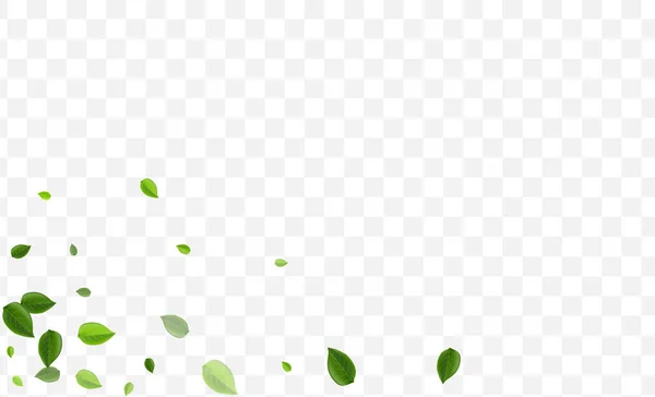 Swamp Foliage Vector Illustration. Lime Leaves — Stok Vektör