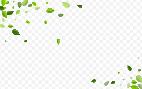 Grassy Leaves Vector Banner. Frunze forestiere proaspete — Vector de stoc