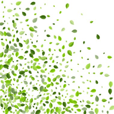 Zeytin yaprağı sineği taşıyıcı bayrağı. Doğa Yaprakları 