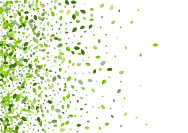 Zeytin Yaprağı Vektör Duvar Kağıdı. Taze Yapraklar 