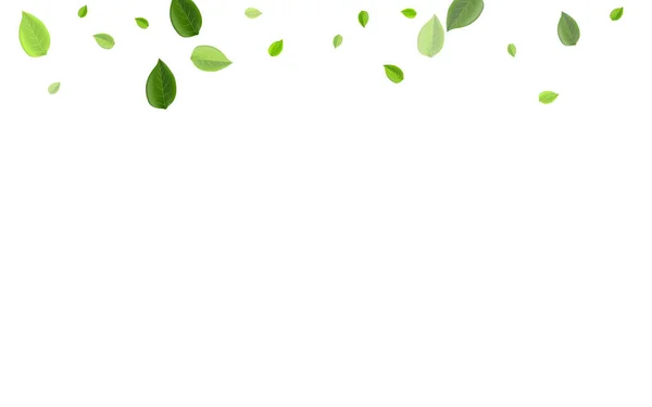 Lime Greens Herbal Vector Backdrop. Folha orgânica —  Vetores de Stock