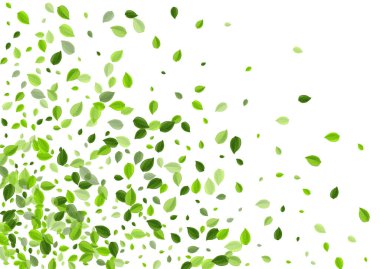 Lime Leaf Düşen Vektör Şubesi. Organik Yapraklar 