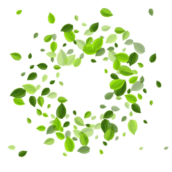 Olive Greens Fly Vector Branch. Feuillage biologique — Image vectorielle