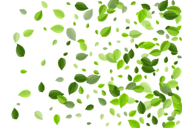 Lime Leaves Nature Vector Backdrop. Fly greens — Stockový vektor
