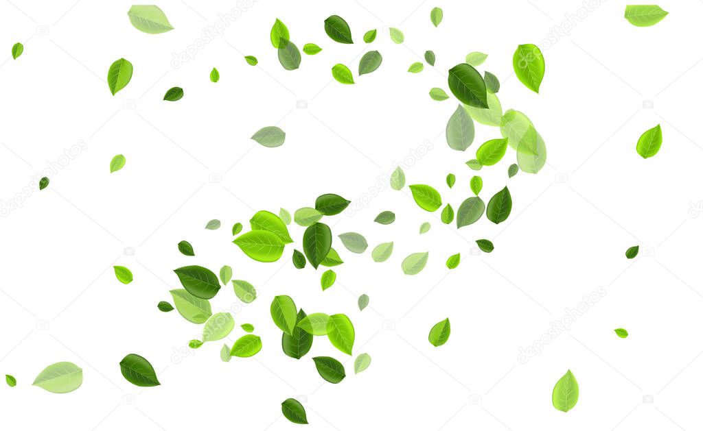 Lime Leaf Organic Vector Poster. Tree Leaves 