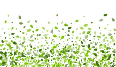 Olive Ekoloji Vektör Şablonunu Bırakıyor. Girdap! 