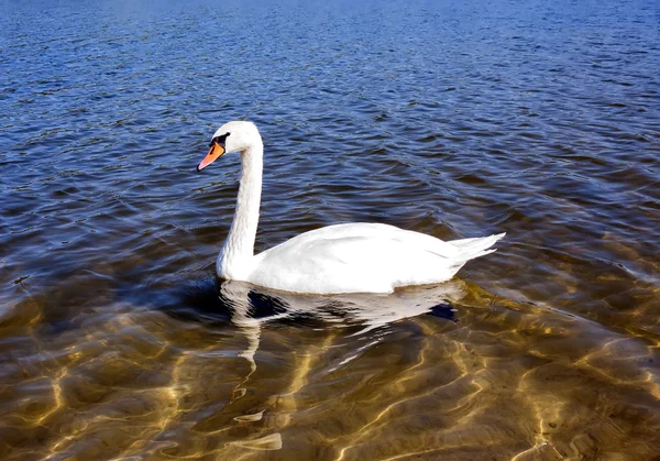 Swan - женское плавание на озере — стоковое фото