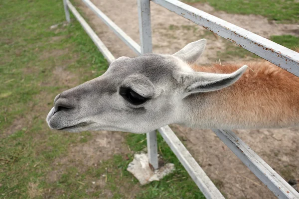 Home mammal behind the fence — Stock Photo, Image