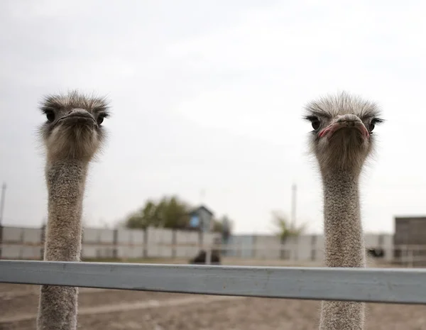 African ostriches behind a fence — Stock Photo, Image