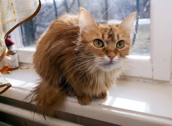 Gato rojo mojado en un alféizar de ventana — Foto de Stock